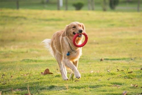 一个狗狗最新爆料视频在线观看,揭秘宠物界的秘密生活 第1张 一个狗狗最新爆料视频在线观看,揭秘宠物界的秘密生活 第1张